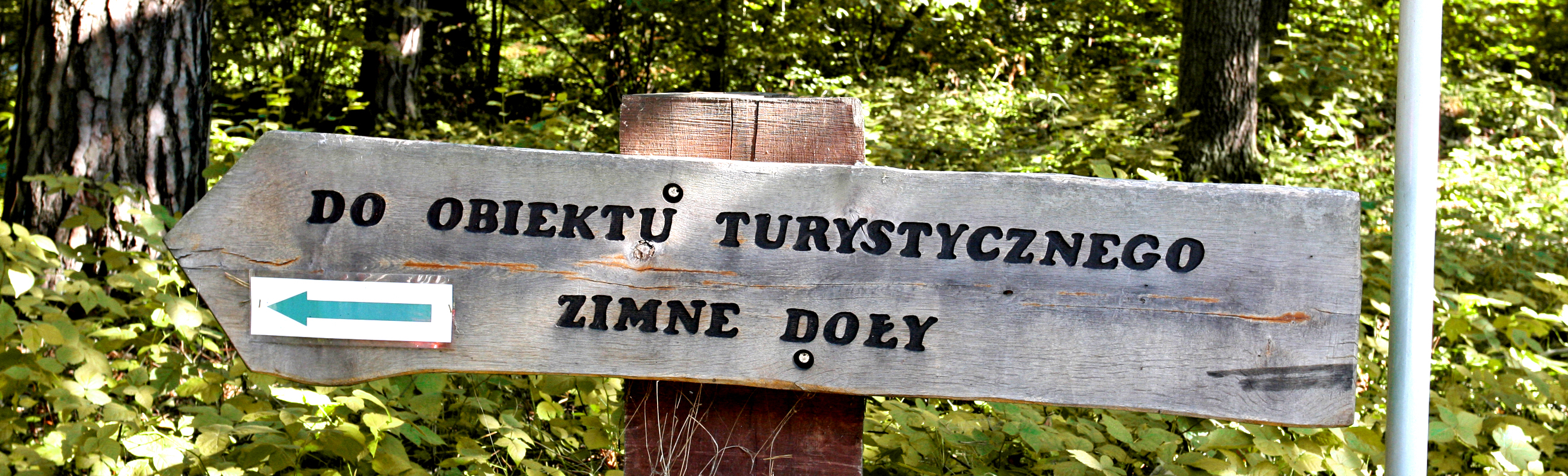 Drogowskaz w lesie