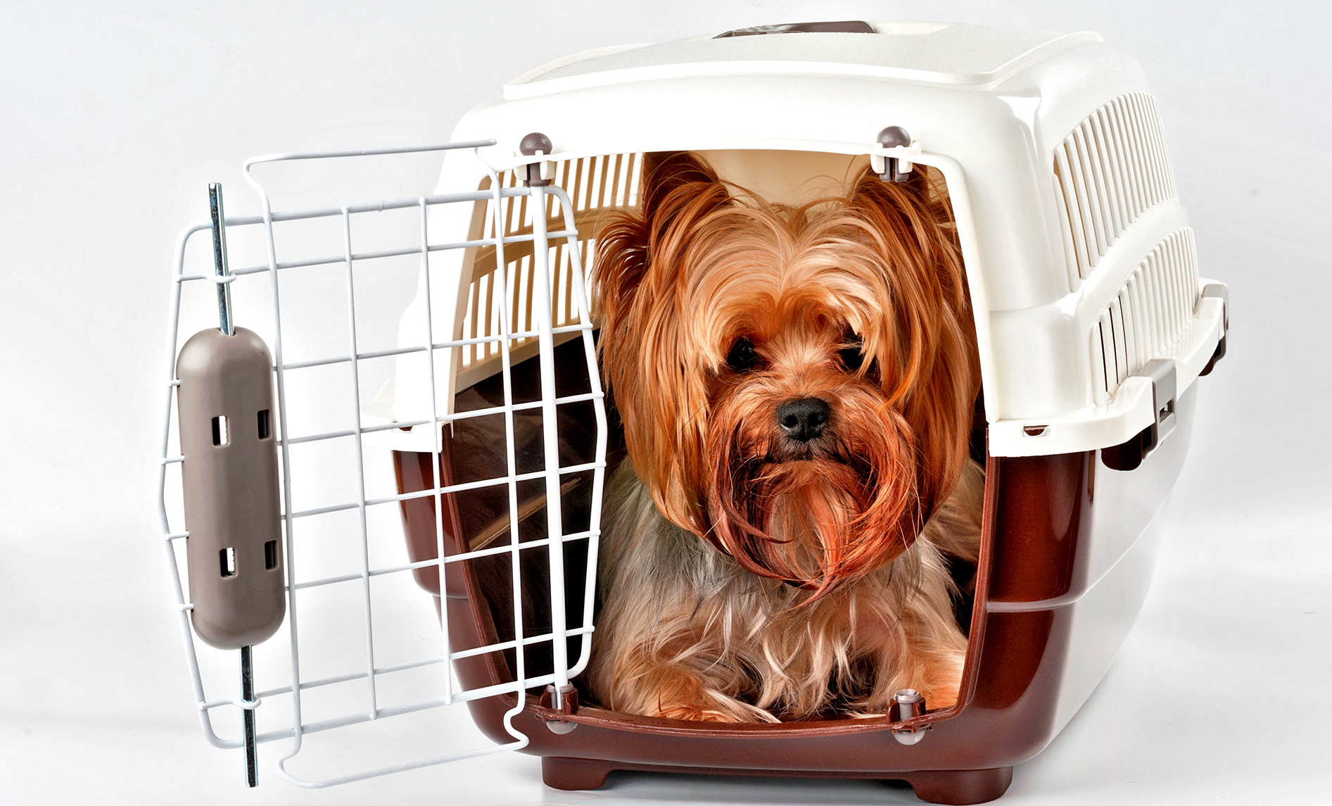 Transporter dla zwierząt