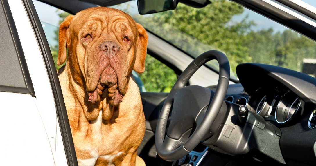 Pies w aucie