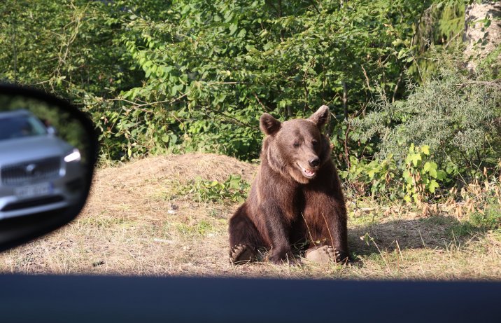 Niedźwiedź – widok przez szybę z samochodu