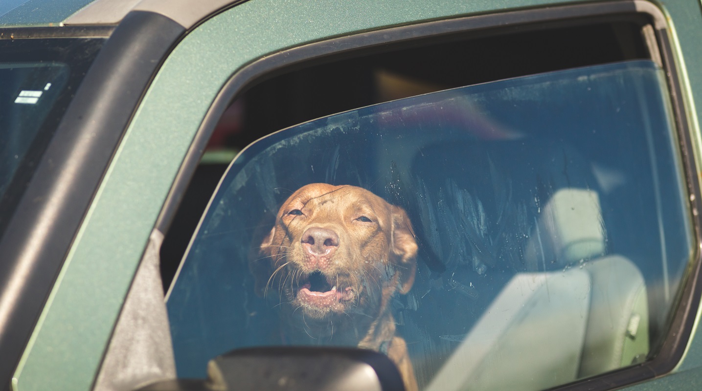 pies w nagrzanym aucie