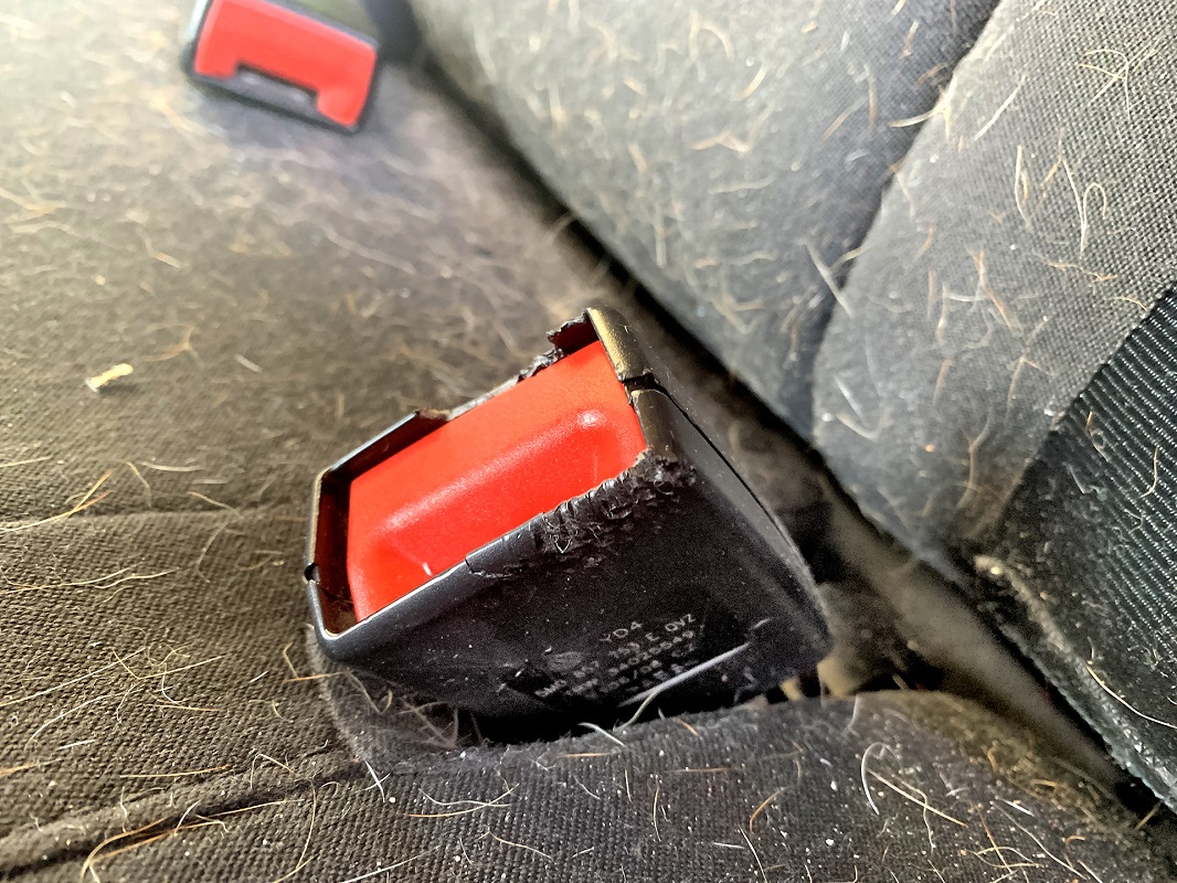 pogryziona klamra pasa