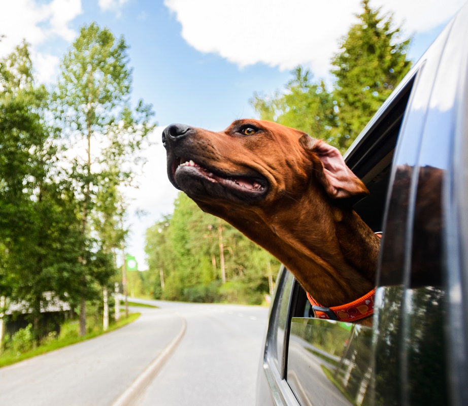 pies z glowa poza autem