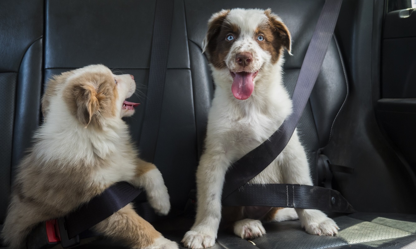 psy w pasach bezpieczenstwa