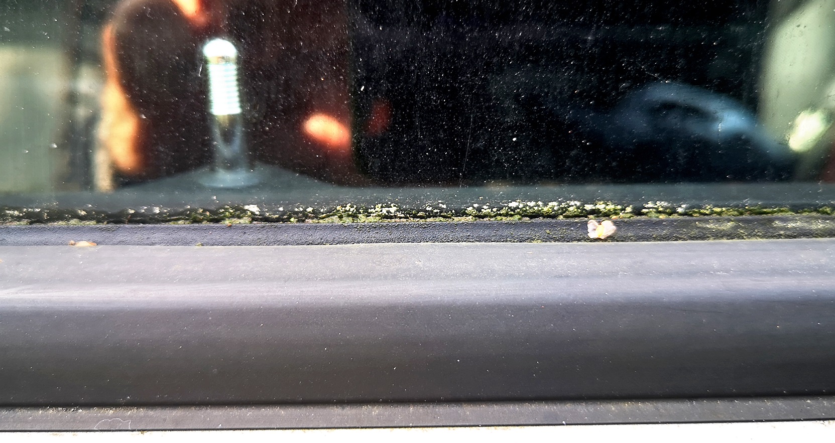 zabrudzenia z mchu na aucie