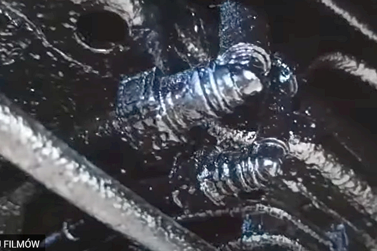 konserwacja_ASO_wtyczki