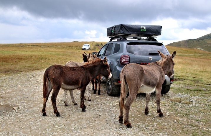 Dacia Duster 1.5 Blue dCi 4x4 SL Extreme – Rumunia, osły