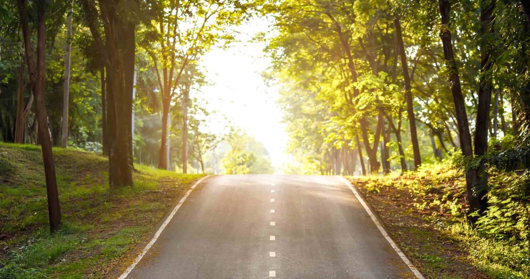 droga biegnąca przez las